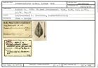 Karteikarte zum Holotyp von Frondicularia althii Karrer, 1870